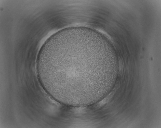 X0000077401278200611032017