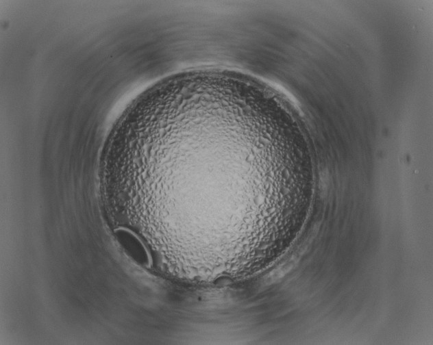 X0000077401279200611032017