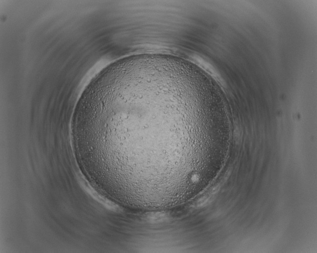 X0000077401283200611032017