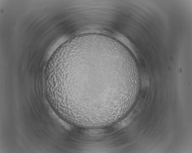 X0000077401290200611032017