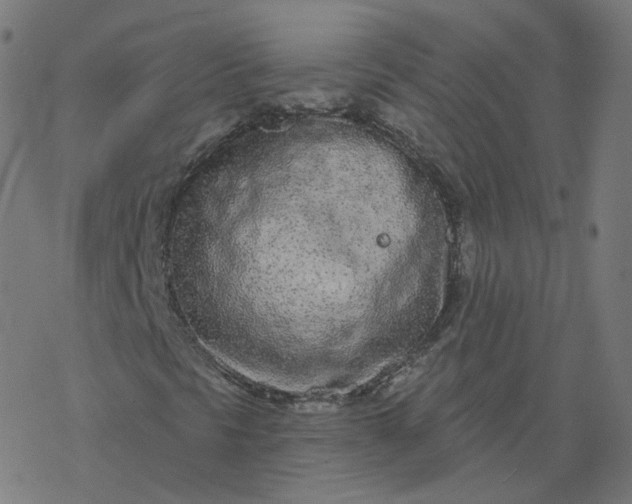 X0000077401297200611032016