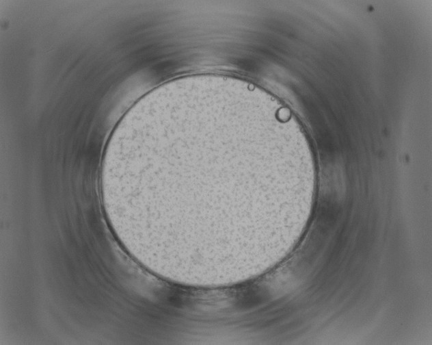 X0000077401338200611032017