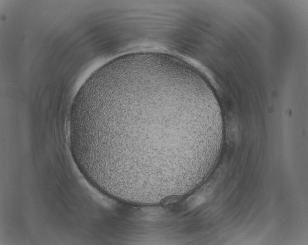 X0000077401383200611032016