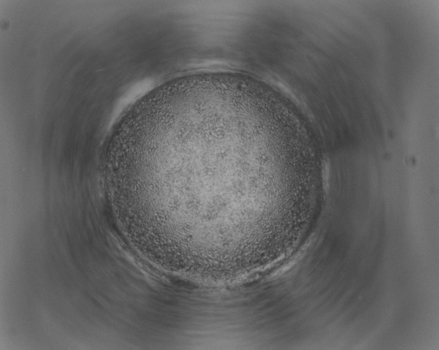 X0000077401405200611032015