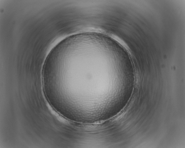 X0000077401439200611032015