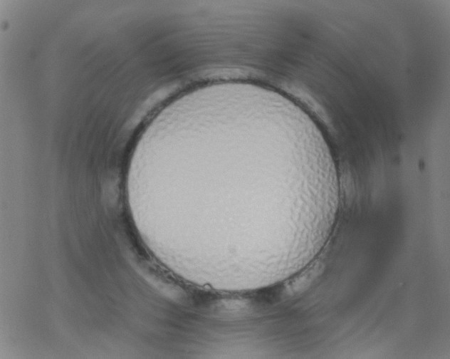 X0000077400159200611101829