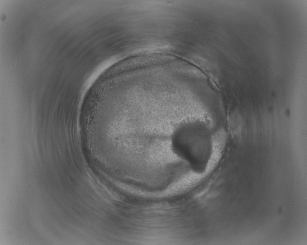 X0000077400196200611101828