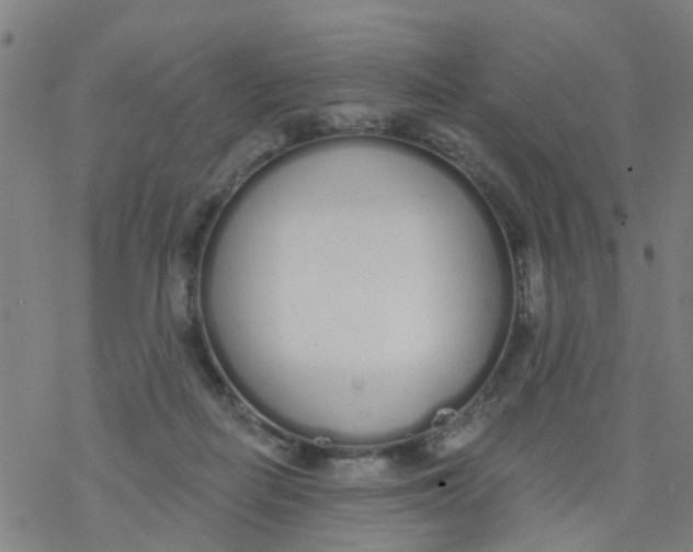 X0000077400266200611101827