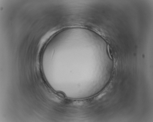 X0000077400294200611101827