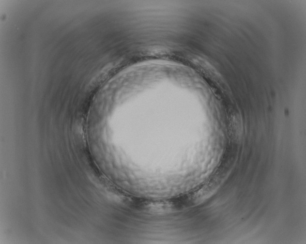 X0000077400415200611101825