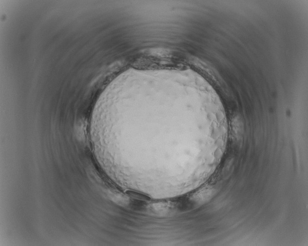 X0000077400423200611101825