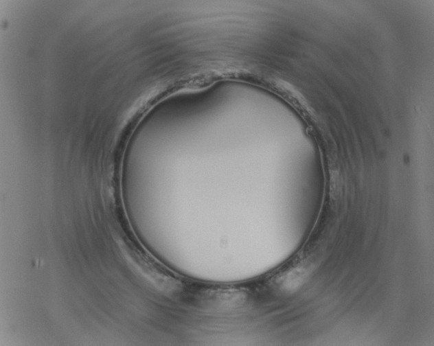 X0000077400443200611101824