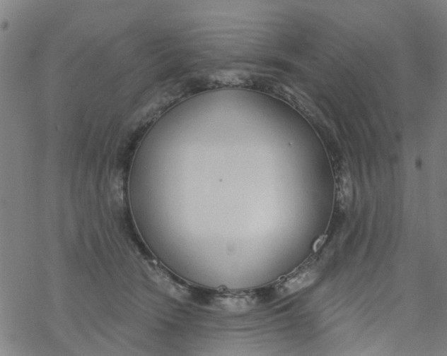 X0000077400466200611101824