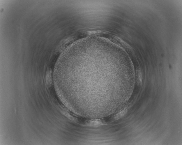 X0000077400475200611101824