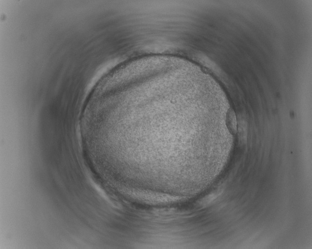 X0000077400626200611101821