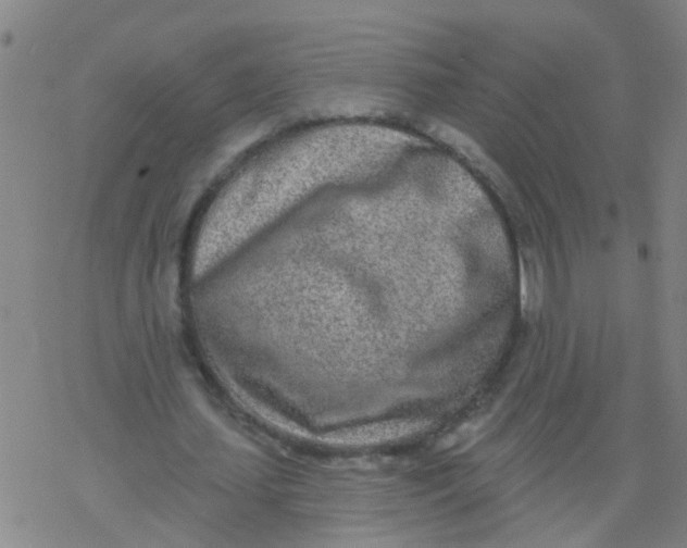 X0000077400627200611101821