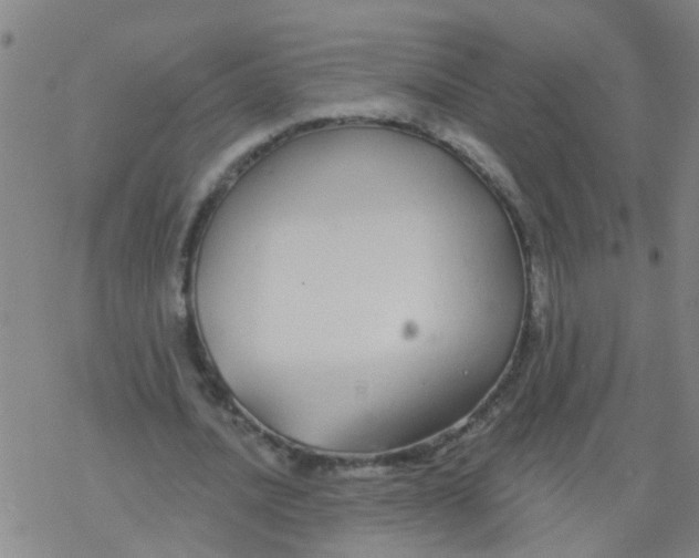 X0000077400628200611101821