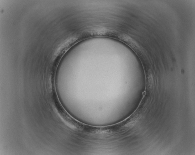 X0000077400638200611101821