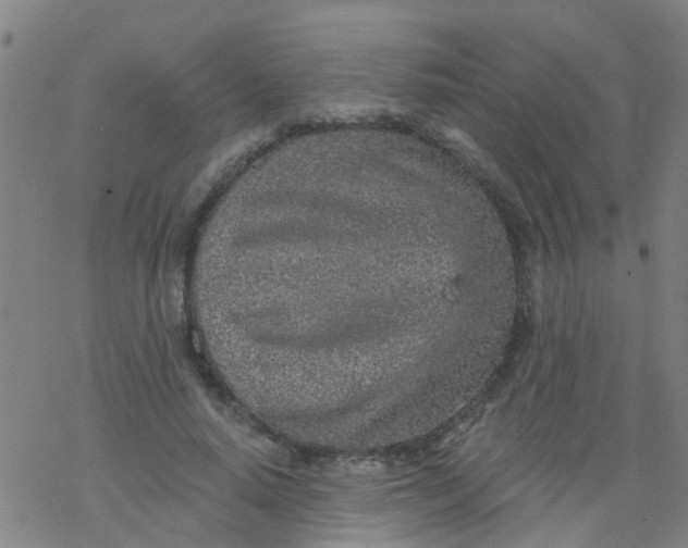 X0000077400640200611101821