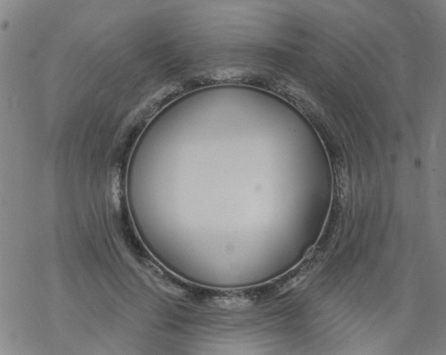 X0000077400644200611101821