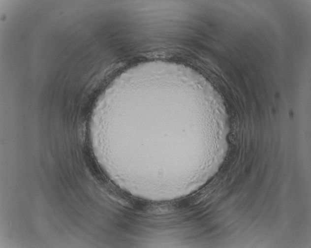 X0000077400652200611101821