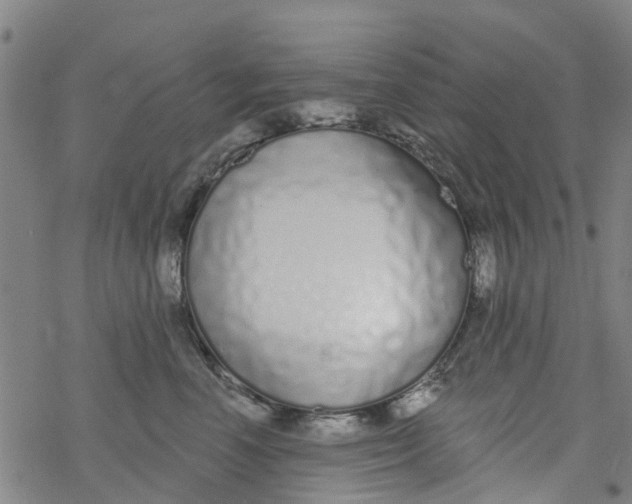 X0000077400666200611101821