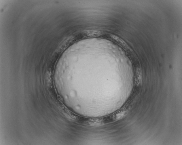 X0000077400667200611101821