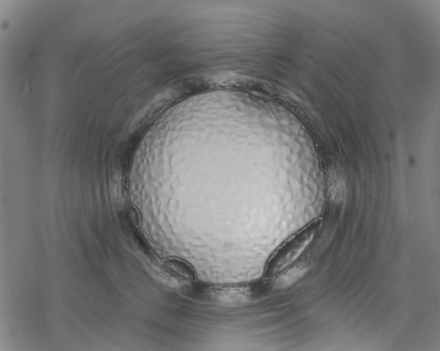 X0000077400670200611101821