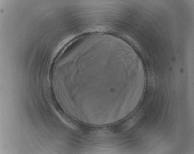 X0000077400674200611101821