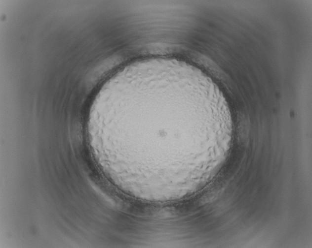 X0000077400683200611101820