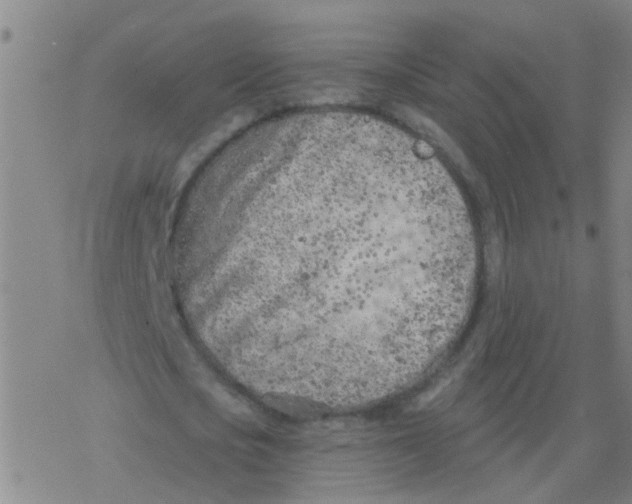 X0000077400721200611101819