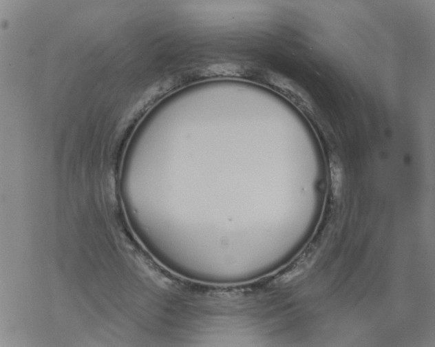 X0000077400729200611101819