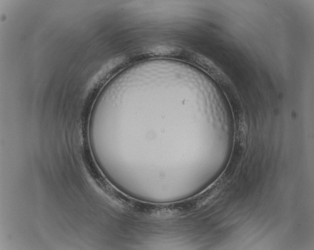 X0000077400734200611101819