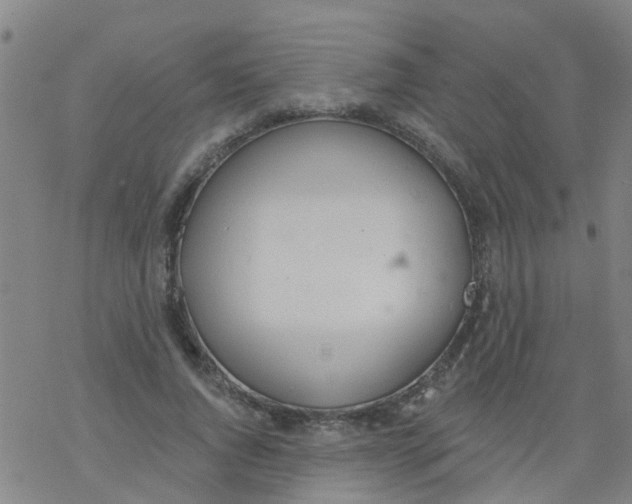 X0000077400736200611101819