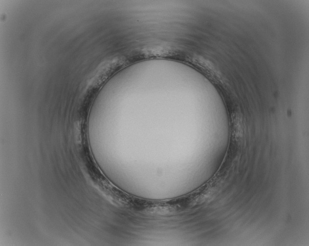 X0000077400738200611101819