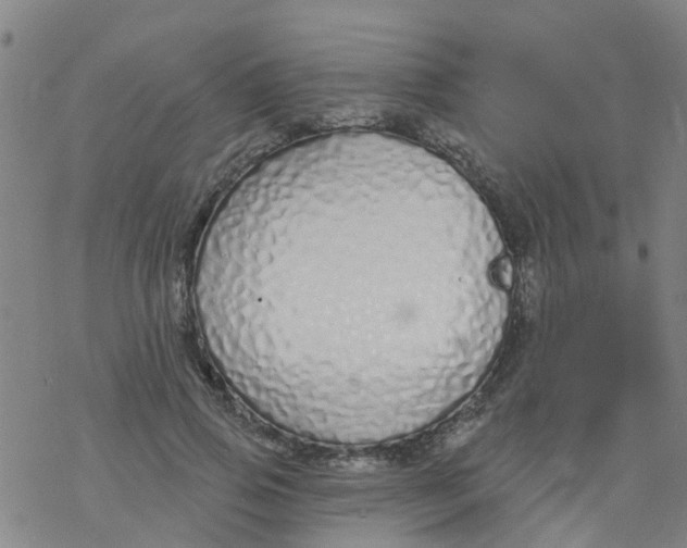 X0000077400741200611101819