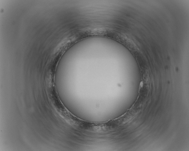 X0000077400744200611101819