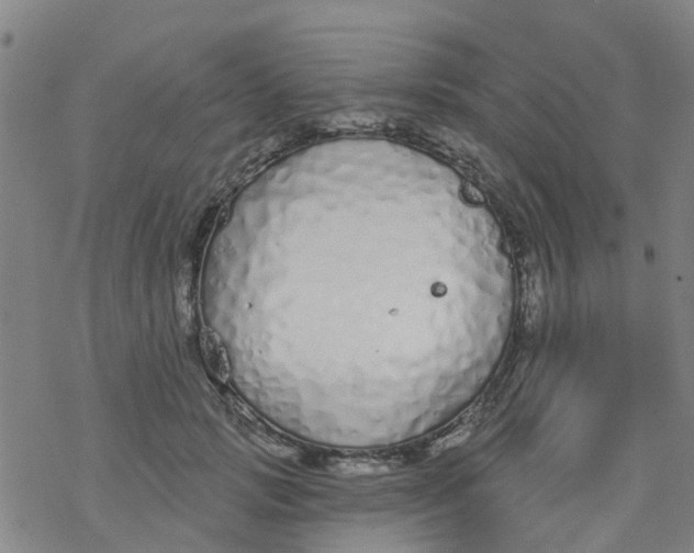 X0000077400749200611101820