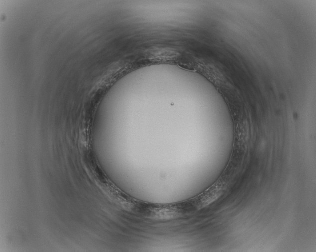 X0000077400755200611101820