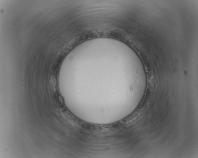 X0000077400772200611101819