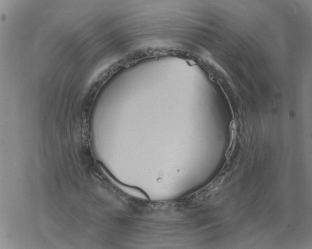 X0000077400775200611101819