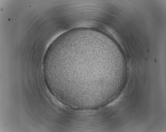 X0000077400779200611101819