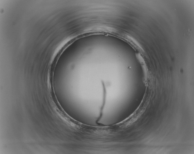 X0000077400788200611101819