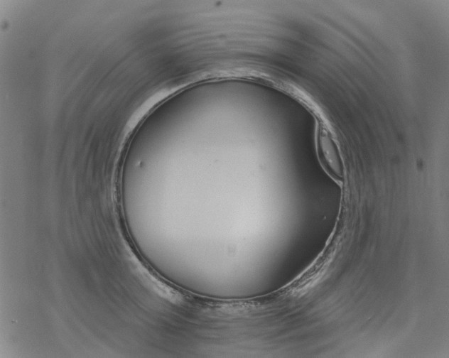 X0000077400803200611101819