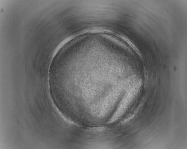 X0000077400853200611101818