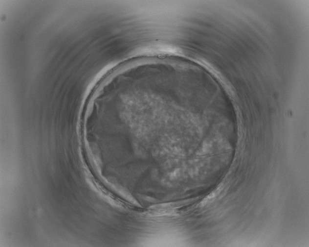 X0000077400864200611101818