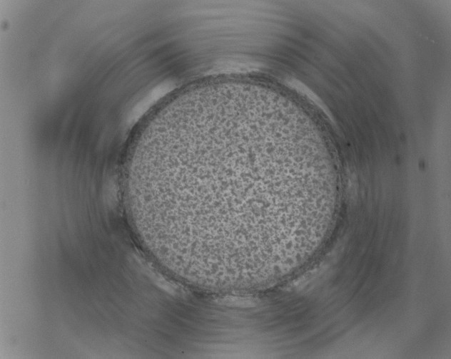 X0000077400874200611101817