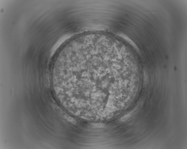 X0000077400878200611101817