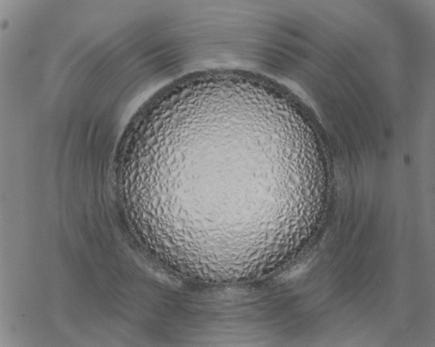 X0000077400879200611101817