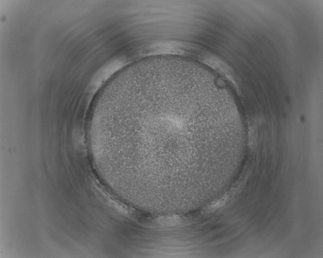 X0000077400882200611101817